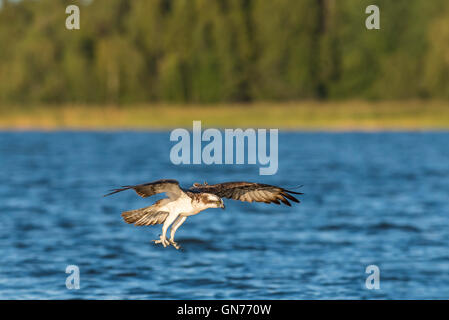 Osprey battenti in cerca di cibo Foto Stock