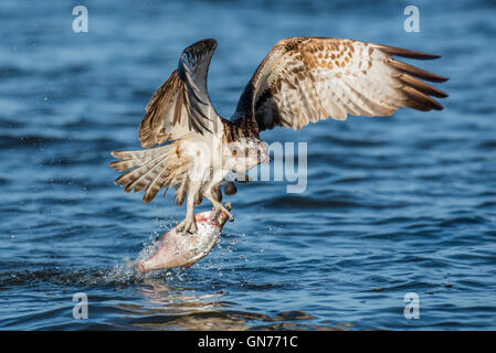 Osprey battenti in cerca di cibo Foto Stock