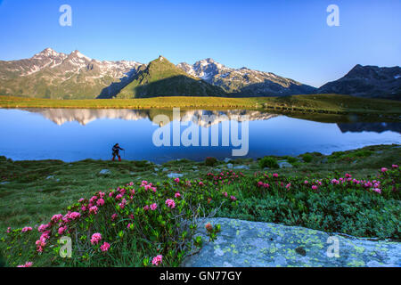 Escursionista e rododendri riflessa nel lago Andossi a sunrise Val Chiavenna Valtellina Lombardia Italia Europa Foto Stock