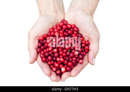 Womans mani rosso fresco lingonberries isolati su sfondo bianco Foto Stock