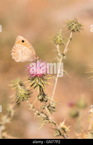 Pseudochazara pelopea (Klug, 1832) è una specie di farfalla nella famiglia Nymphalidae. È confinata al Libano, Turchia, C Foto Stock