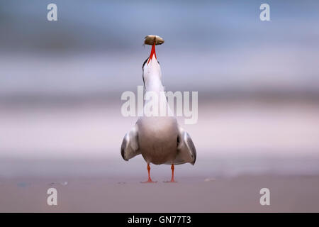 Tern comune (Sterna hirundo) adulto sulla spiaggia con un pesce nel suo conto. Questo uccello si trova nel sub-regioni artiche dell Euro Foto Stock