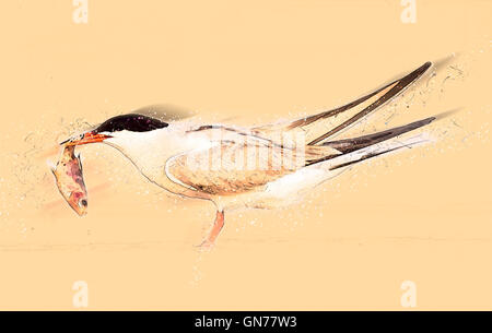 Tern comune (Sterna hirundo) adulto sulla spiaggia con un pesce nel suo conto. Questo uccello si trova nel sub-regioni artiche dell Euro Foto Stock