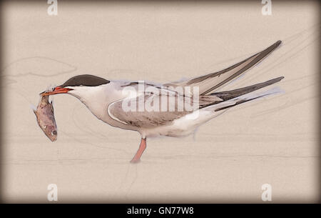 Tern comune (Sterna hirundo) adulto sulla spiaggia con un pesce nel suo conto. Questo uccello si trova nel sub-regioni artiche dell Euro Foto Stock