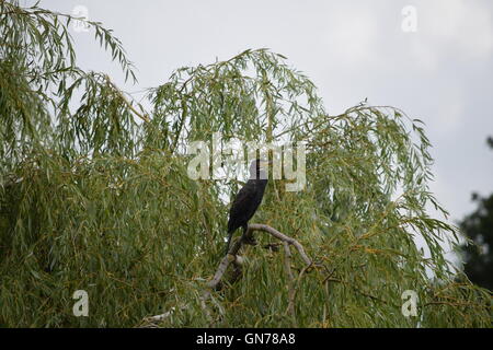 Cormorano seduto su un ramo di albero di salice Foto Stock