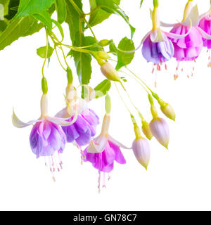 Splendida fioritura il ramo di lilla delicato fiore fucsia è isolato su sfondo bianco, vicino, "Holly la bellezza dell' Foto Stock