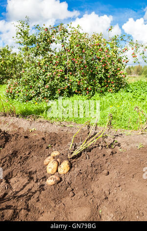 Primo raccolto di produzione biologica per le patate di primizia in estate giornata di sole Foto Stock