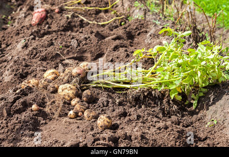 Primo raccolto di produzione biologica per le patate di primizia in estate giornata di sole Foto Stock