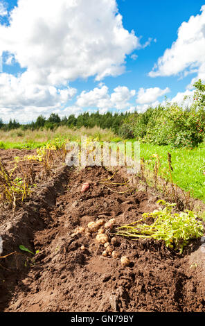 Primo raccolto di produzione biologica per le patate di primizia in estate giornata di sole Foto Stock