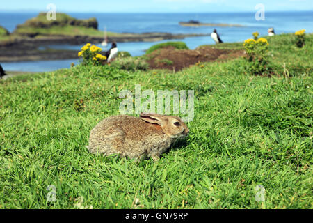 Coniglio selvatico nei pressi di pulcinelle di mare sulla lunga una delle isole Treshnish nelle Ebridi Interne di Scozia Foto Stock