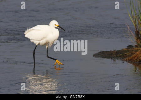 Snowy garzetta (Egretta thuja) wading piedi mostra, Edwin B. Forsythe National Wildlife Refuge, New Jersey, STATI UNITI D'AMERICA Foto Stock