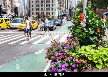 New York City,NY NYC Manhattan,Flatiron District,Neighborhood,Madison Square Park,Street scene,flower planter,traffico,Street Crossing,Striped Crossway Foto Stock