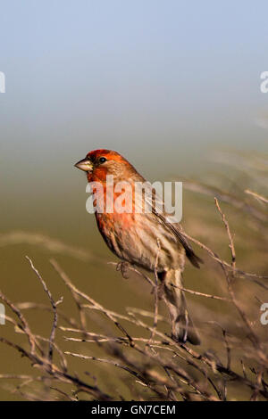 House Finch (Haemorhous mexicanus), Palo Alto Baylands, Palo Alto, California, Stati Uniti d'America Foto Stock