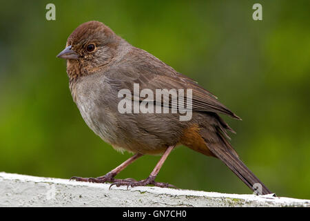 House Finch (Haemorhous mexicanus), Palo Alto Baylands, Palo Alto, California, Stati Uniti d'America Foto Stock