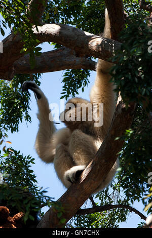 Bianco-consegnato gibbone - Lar gibbone (Hylobates lar), lo Zoo di Oakland di Oakland, California, Stati Uniti d'America Foto Stock