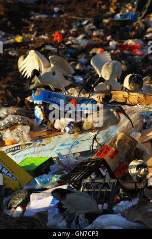 Australian White Ibis uccelli rovistando tra il cestino della spazzatura in corrispondenza di una punta - o di gestione dei rifiuti facility - nel NSW, Australia. Foto Stock