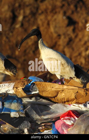 Australian White Ibis uccelli rovistando tra il cestino della spazzatura in corrispondenza di una punta - o di gestione dei rifiuti facility - nel NSW, Australia. Foto Stock