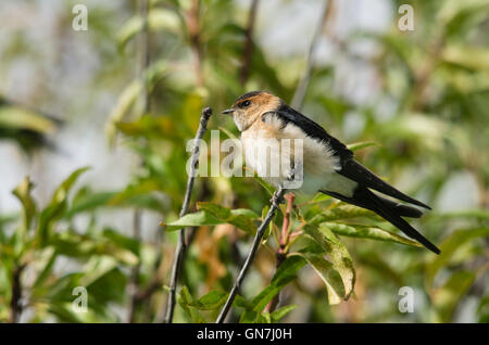 Rosso-rumped Swallow, Cecropis daurica, bird in mandorlo, Spagna. Foto Stock