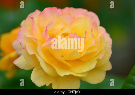 Il giallo e il Rosa Rose vicino fino in un giardino inglese Foto Stock