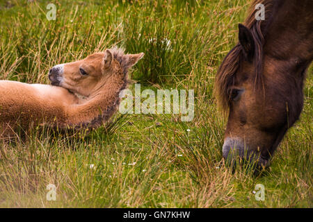 Exmoor pony & puledro, Exmoor, UK. Foto Stock