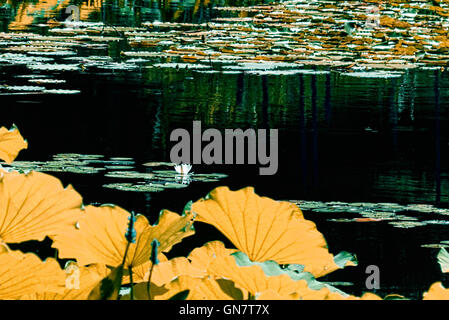 Giardino di Roccia,frondosa radura,waterlilies Easthampton,NY Foto Stock