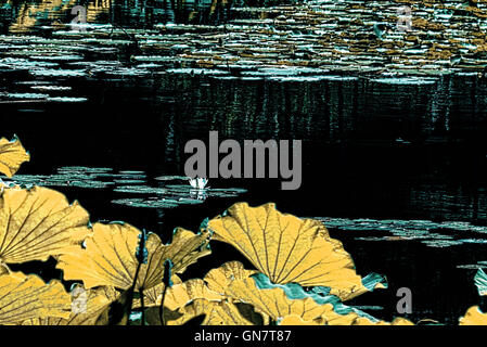 Giardino di Roccia,frondosa radura,waterlilies Easthampton,NY Foto Stock