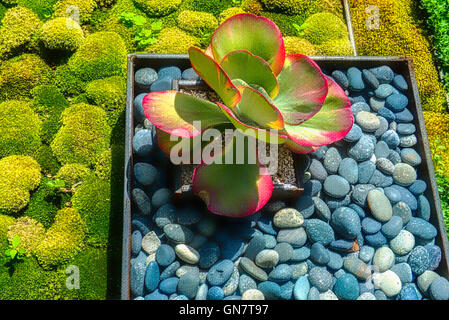 Giardino di Roccia,frondosa radura,waterlilies Easthampton,NY Foto Stock