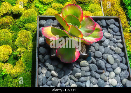 Giardino di Roccia,frondosa radura,waterlilies Easthampton,NY Foto Stock