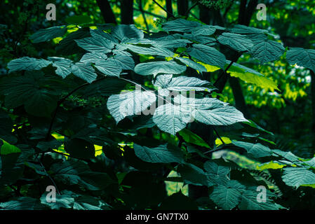 Giardino di Roccia,frondosa radura,waterlilies Easthampton,NY Foto Stock