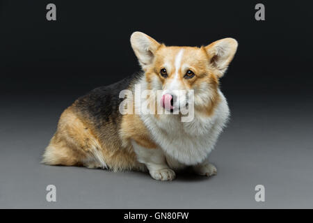 Bella welsh corgi cane Foto Stock