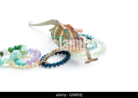 Bellissima chameleon con pietra naturale bracciali Foto Stock