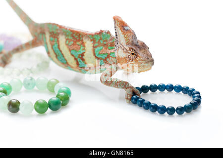 Bellissima chameleon con pietra naturale bracciali Foto Stock
