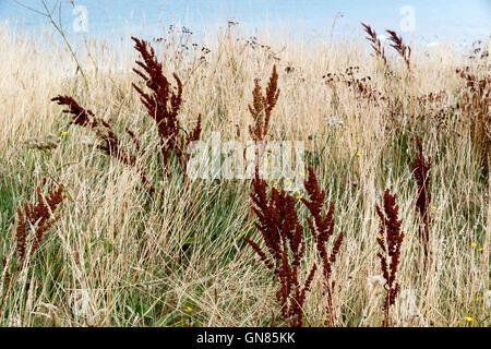 Varie erbe selvatiche su scogliere a Overstrand su Norfolk i costa orientale Foto Stock