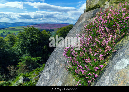 Viola heather crescente sul bordo Stanage, gritstone cliff, Peak District Foto Stock