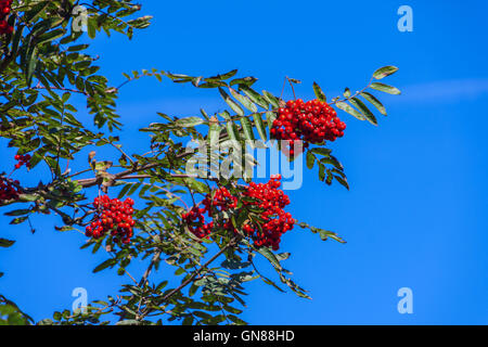 Red Rowan (Monte Ceneri) (Sorbus aucuparia) berry cluster, Derbyshire England, Foto Stock