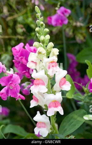 Antirrhinum majus. Bocca di Leone cresce in frontiera. Foto Stock