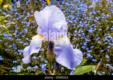 Blu pallido Barbuto (Iris Iris germanica) in piena fioritura in un giardino di close-up. Foto Stock