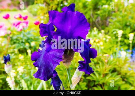 Deep Purple Barbuto (Iris Iris germanica) in piena fioritura in un giardino di close-up. Foto Stock