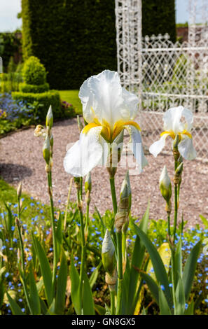 Bianco iridi Barbuto (Iris germanica) in piena fioritura in un giardino estivo di close-up. Foto Stock
