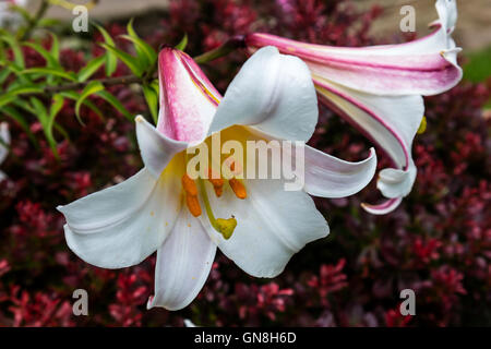 Bianco e zucchero-rosa Oriental Lily fiori close-up. Foto Stock
