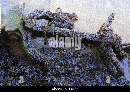 Una coperta di alghe marine ancora sul quay, Colchester, Inghilterra, Regno Unito. Foto Stock