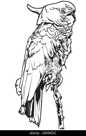 Bianco e Nero Cockatoo Illustrazione Vettoriale