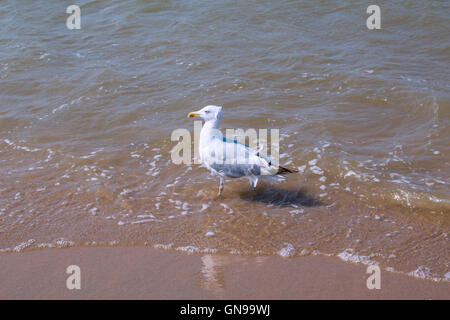 Gabbiani sulla sabbia. Foto Stock