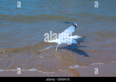 Gabbiani sulla sabbia. Foto Stock
