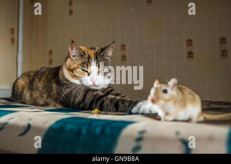 Cat giocando con poco gerbillo il mouse sul tavolo che serve le posate. Concetti di preda, cibo, pest Foto Stock