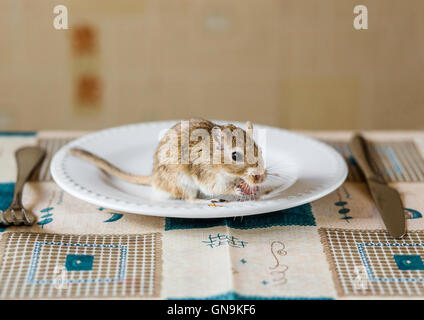 Il mongolo gerbillo ehave la cena sul tavolo Foto Stock