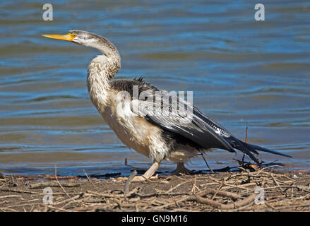 Australian snake colli darter Anhinga noveahollandiae con wet Black & White del piumaggio sulla banca a fianco di acque blu del lago Foto Stock