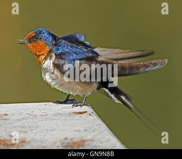 Benvenuto di stordimento swallow, nero lucido & orange piumaggio, coda lunga pennacchi, bill open & arruffare fino dopo la balneazione, sfondo verde chiaro Foto Stock