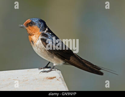 Benvenuto di stordimento swallow con finitura lucida di colore nero e arancione del piumaggio, coda lunga plumes & bill aperto mentre il cinguettio, sulla luce blu/sfondo grigio Foto Stock