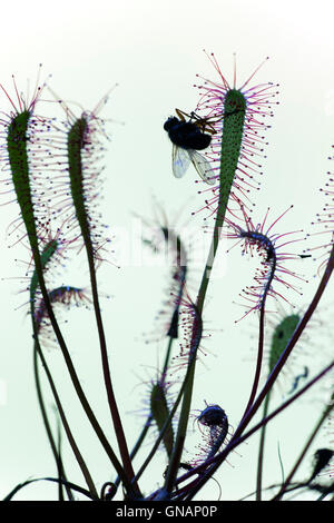 Grande Sundew Drosera anglica con catturato fly North Norfolk Giugno Foto Stock